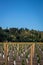 New vineyard planting on flat land flanked by rural Poverty Bay hills at Kaitaratahi, on the outskirts of Gisborne, New Zealand