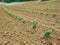 New vineyard with young seedlings of grapevine in a field