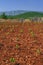 New vineyards, north of Hvar island