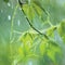 New Virginia Creeper, Early Summer Rainy Day Rainstorm Rain, Gentle Parthenocissus Quinquefolia Bokeh Macro Closeup