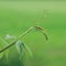 New Virginia Victoria Creeper Leaves, Early Summer Rain Raindrops, Wet Fresh Leaf Rainy Day Background, Large Detailed Horizontal