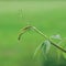 New Virginia Victoria Creeper Leaves, Early Summer Rain Raindrops, Wet Fresh Leaf Rainy Day Background, Large Detailed Horizontal