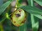 New Wasp gall on a Acacia Longifolia