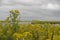 New wetland area Markerwadden with flowering plants Tephroseris palustris and grey skies