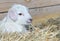New white sheep lamb laying in the hay