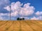 New windmill in fresh field of wheat with cumulus clouds