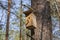 New wooden birdhouse on a tree for forest birds in the forest