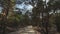 New wooden road leading from the beach of Baltic Sea gulf with white sand to the dune forest with pine trees