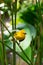 The New World warblers or wood-warblers are a group of small, of