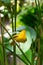 The New World warblers or wood-warblers are a group of small, of