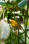 The New World warblers or wood-warblers are a group of small, of