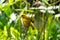 The New World warblers or wood-warblers are a group of small, of