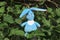 New Year of 2023. A toy rabbit made of plush sits in green vine leaves. Rabbit - a symbol of 2023 year
