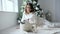 New Year atmosphere, young woman poses with white dog in cozy atmosphere on photoshoot near decorated christmas tree