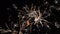 New Year celebration colorful fireworks. Glowing, multicolored and sparkle firework on the sky by night. Fireworks display in the