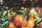 New Year, Christmas Card with Fresh Clementines or Tangerines with festive Lights