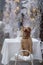 New year and Christmas concept with Braque Du Bourbonnais dog in snow.