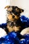 New Year , Christmas gist. Yorkshire Terrier puppy sitting, 2 months old