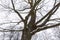 New Year and Christmas lighting on trunk of tree in park