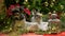 New year dog and rabbit Christmas tree. Biewer Terrier under garland Prasanthi