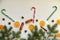 New year food decorations with fir branches, three red and green candy cones and traditional holiday spices: anise star, cinnamon