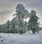 New year landscape in snowy woods