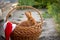 New Year with pets. Bunny and Santa`s hat in a wicker basket. Holidays, winter. Christmas card with a rabbit