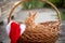 New Year with pets. Bunny and Santa`s hat in a wicker basket. Holidays, winter. Christmas card with a rabbit