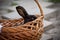 New Year with pets. Bunny and Santa`s hat in a wicker basket. Holidays, winter. Christmas card with a rabbit