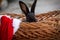 New Year with pets. Bunny and Santa`s hat in a wicker basket. Holidays, winter. Christmas card with a rabbit