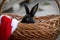 New Year with pets. Bunny and Santa`s hat in a wicker basket. Holidays, winter. Christmas card with a rabbit