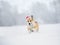 New year  puppy dog corgi in red santa hat with christmas sleigh with gifts fun running on the snow in the winter park