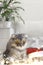 A New Year`s cat lies in garlands and lights on a warm knitted blanket. Authentic Christmas photo. vertical