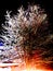 New year`s eve palette, fireworks colors ` Christmas tree`