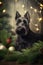 New Year\\\'s happy dog Scotch Terrier4