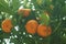 New Year`s oranges, in China`s guangdong province, people buy New Year`s oranges as a symbol of good fortune and happiness during