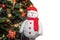 New Year\\\'s soft toy white snowman near the Christmas tree on a isolated background