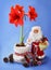 New-year still life with red amaryllis and toy Santa Claus