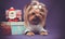 New year Yorkshire terrier cute with bow