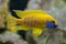 New Yellow Regal Peacock Fish