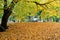 NEW YORK - 25 OCT 2022: Fall Leaves in Central Park with a Horse Drawn Carriage Ride passing by