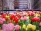 NEW YORK, APR 24, 2015: Red yellow magenta tulip garden flower bed in front of Wall street with tourists people buses cars on the