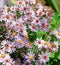 New York aster