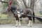 New York City Carriage Horse