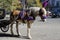 New York City Carriage Horse