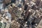 New York City, Midtown Manhattan building rooftops. USA.