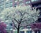 New York city Spring