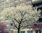 New York City Spring