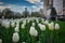 New York City Spring landscape, white tulips in the City along 5th Avenue