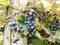 New York grapes on vine in October harvest season